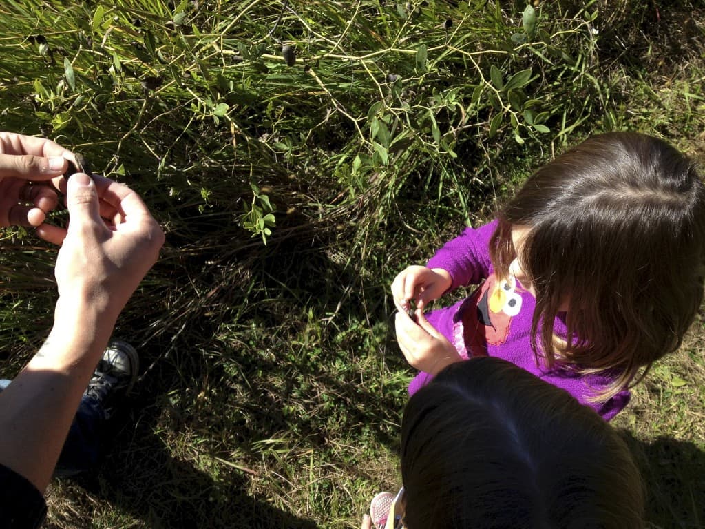 kids examining seed pods