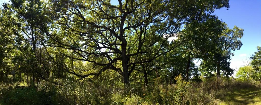 grandfather oak tree