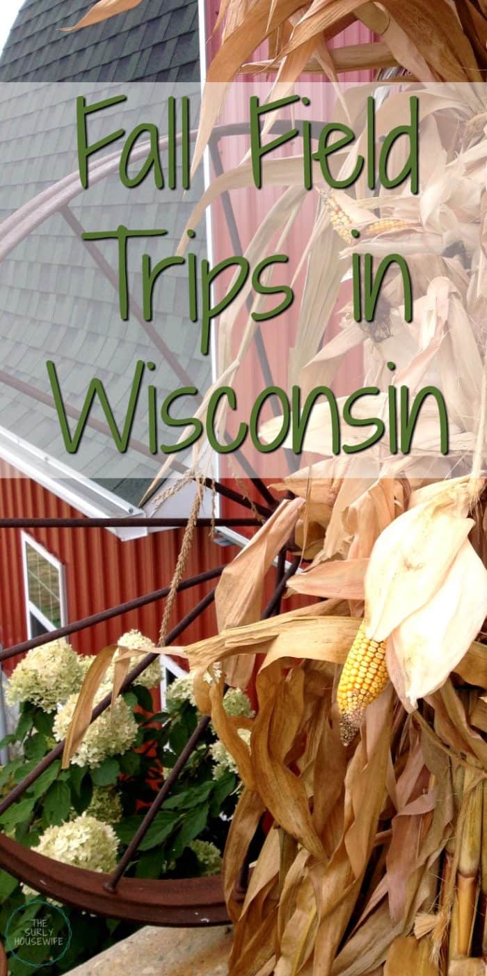 Fall is Wisconsin is the perfect time of year. A great time for homeschoolers to explore. Check out this post for 5 fall field trips in Wisconsin!