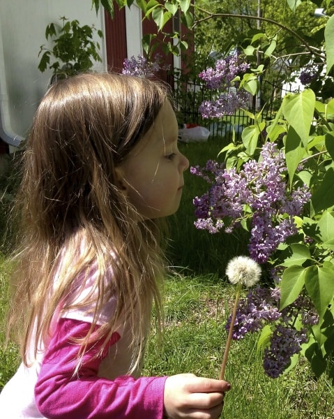 Little girl smelling lilacs.