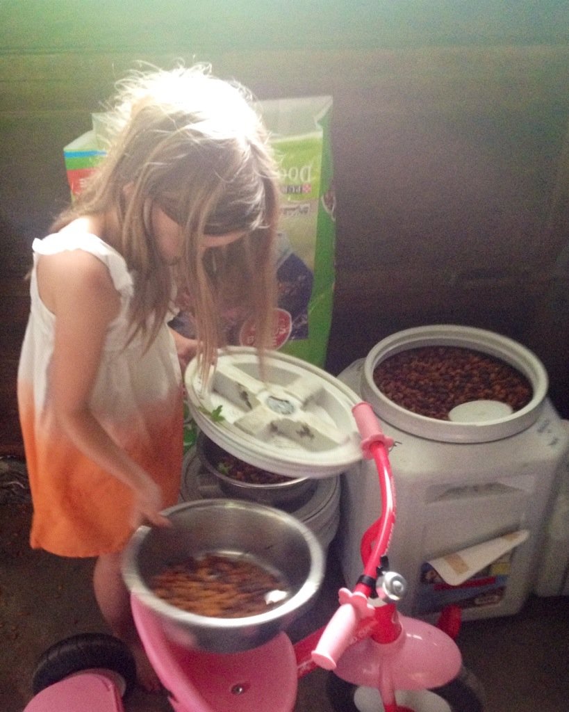 Young child helping feed the dogs