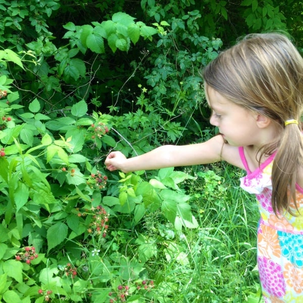 BerryPicking