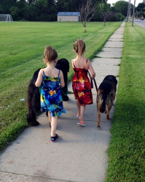 2 sisters each walking a dog. One is walking a newfoundland and the other is walking a German Shepherd mis. 