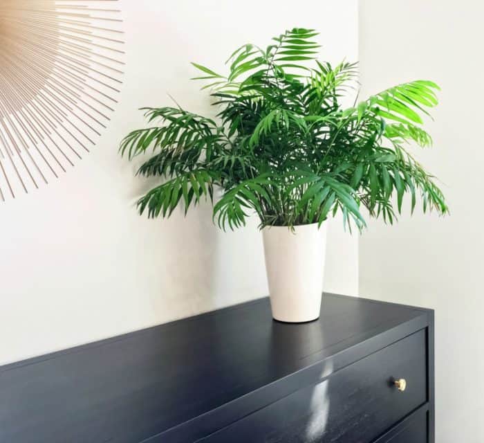 palm plant on a black dressor