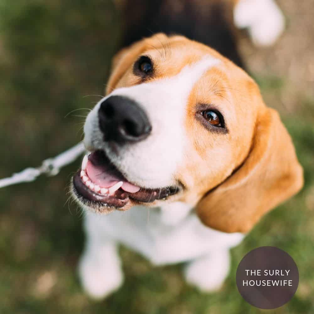 adorable beagle looking at the camera. Title image for blog post: Shiloh Unit Study Guide