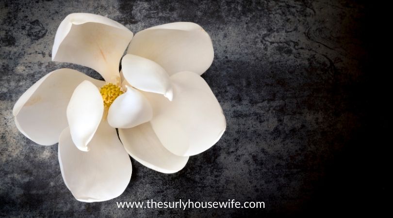 magnolia flower on dark slate top view