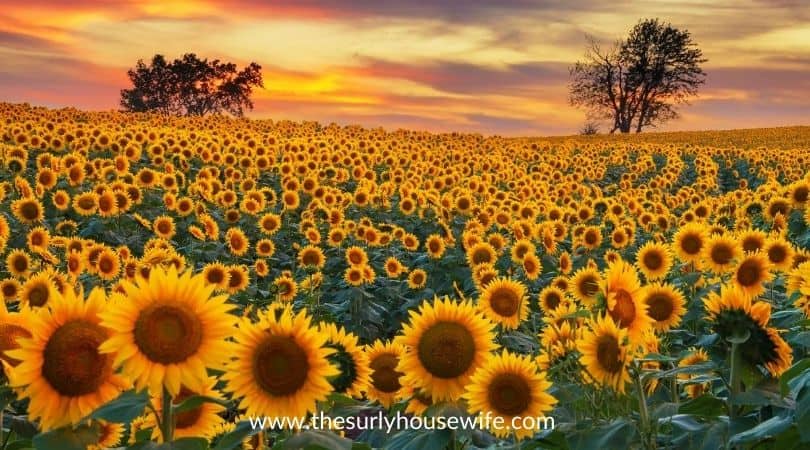 Blooming sunflower field. Title image of blog post: 20 children's books about Kansas