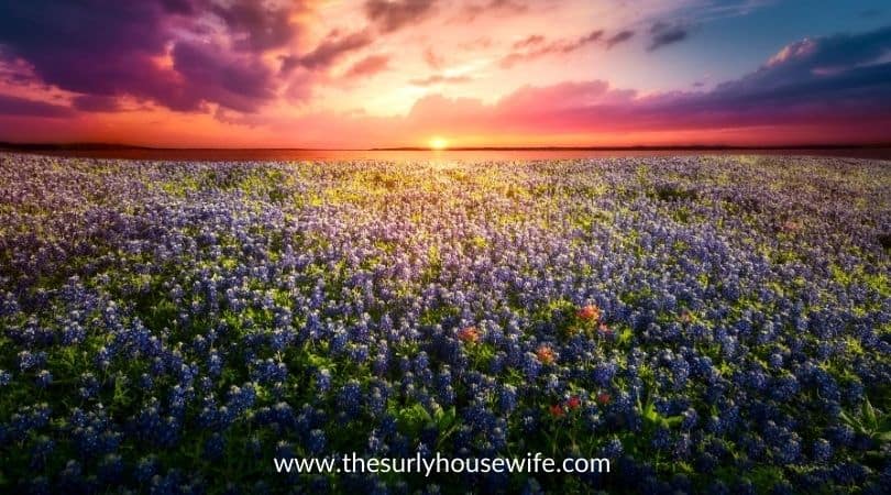 Texas bluebonnet field