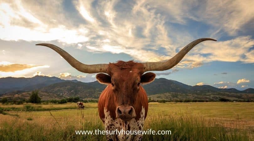 Texas Longhorn Bull. Title image of blog post: 20 children's books about Texas