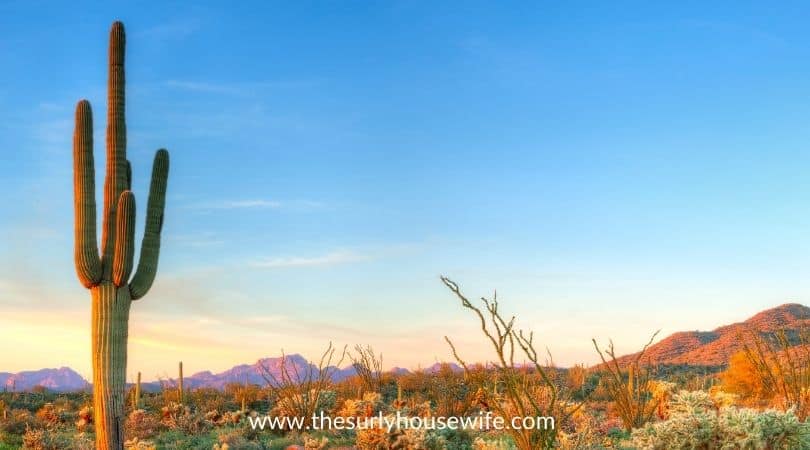 Saguaro cactus in Sonoran Desert catching days last rays.