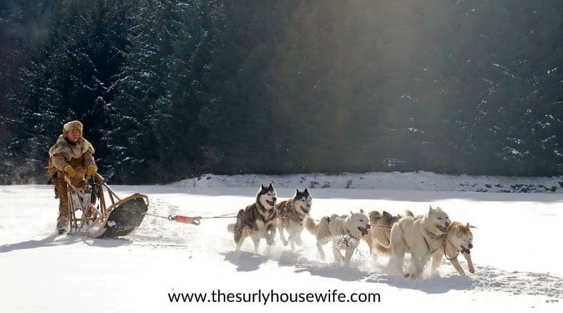dog sled. Title image of blog post chapter books about the Iditarod