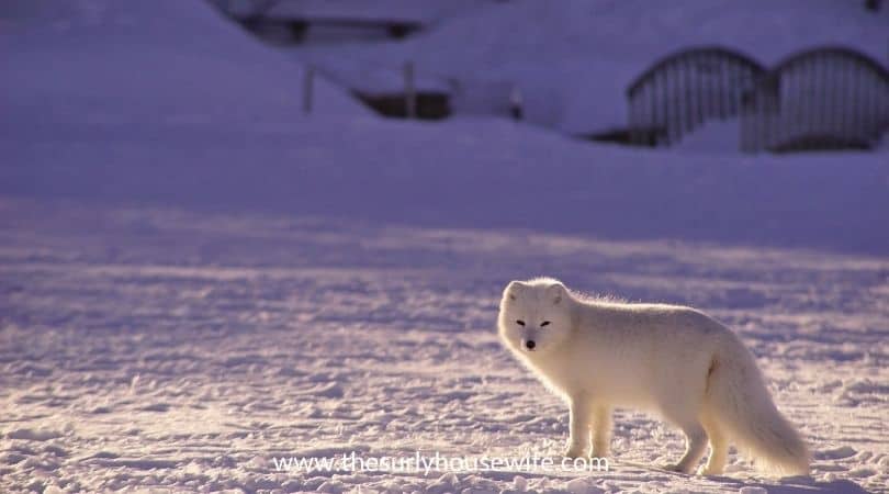 white fox in a snowy village. Title image for blog post children's books about arctic animals