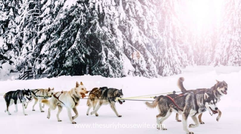 dog sled. Title image of blog post picture books about the Iditarod