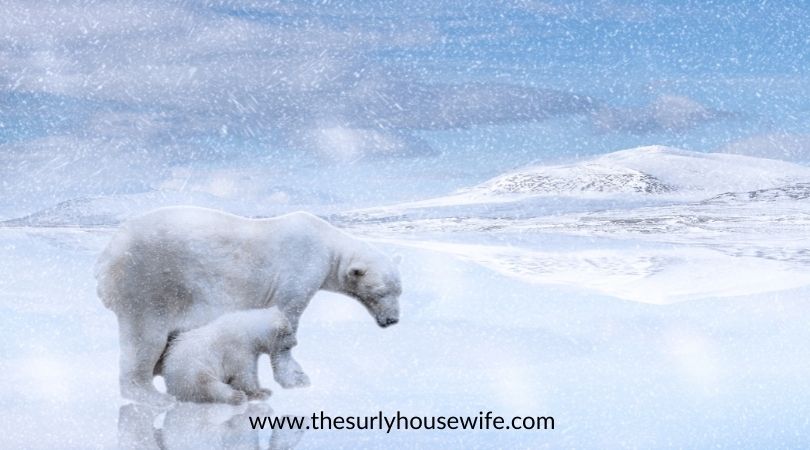 painting of a polar bear and her cub. Title image for blog post children's books about polar bears.